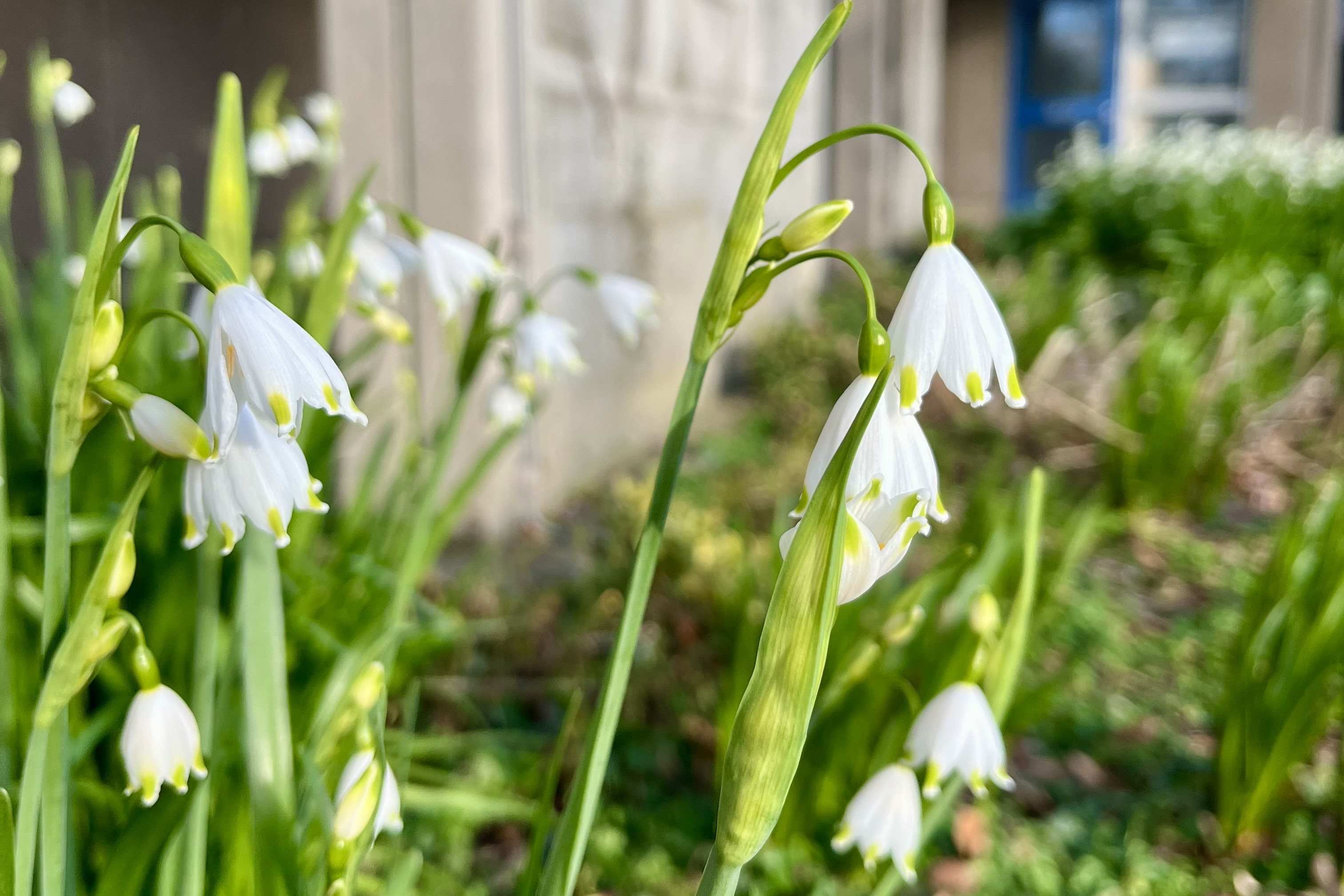Summer Snowflake (Leucojum aestivum), near Derwent K Block on Campus West